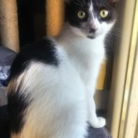 Chupa - aktive Entdeckerin, Katze zur Adoption