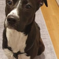 Cellie sucht ein ländliches Zuhause, Hündin zur Adoption