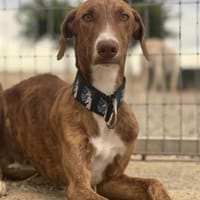 Andrew, Hund zur Adoption