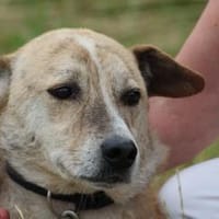 Mignon - liebenswerter, ruhiger Rüde, Hund zur Adoption