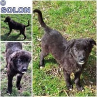 SOLON -rundum tolles Hundekind-, Hund zur Adoption