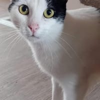 LARA, w., kastr., EHK, geb. 12/2023, Katze zur Adoption