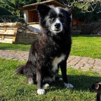 Benito aus RO. in DE, sucht neues Zuhaus, Hund zur Adoption
