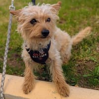 CHARLIE will geliebt werden, Hund zur Adoption