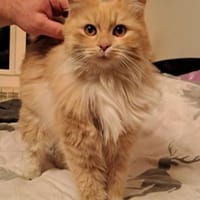 Dana, Katze zur Adoption