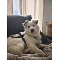 Muffin - wartet in 47574 Goch, Hund zur Adoption