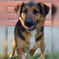 Liebe Zora sucht nette Familie, Hündin zur Adoption