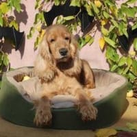 Jasmin ein Traumhund, Hündin zur Adoption