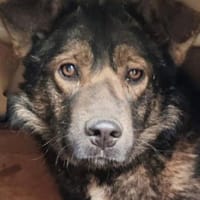 DUPLO jetzt auf PS in 65... Hünfelden, Hund zur Adoption