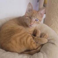 Zutraulicher Sully - sehr dringend!, Kater zur Adoption
