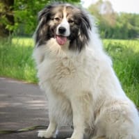 Ida - sucht ein Zuhause für immer, Hündin zur Adoption