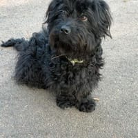 Fips sucht seine Menschen ❤🐾❤, Hund zur Adoption