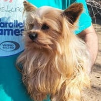 Robi in 60433 Frankfurt, Hund zur Adoption