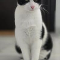 Linus aus dem Tierschutz, Kater zur Adoption