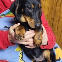 Carter° 77776 Bad Rippoldsau, Hund zur Adoption