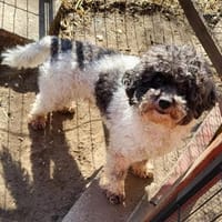 Riky in 77776  ++Anfragestopp++, Hund zur Adoption