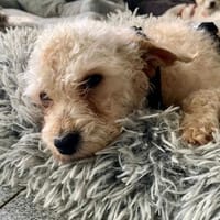 Rumli  in 72664 Kohlberg, Hund zur Adoption