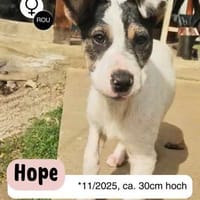 HOPE träumt von einem eigenen Zuhause!, Hündin zur Adoption