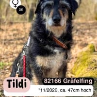 Fröhliche TILDI wartet auf ihr Glück, Hündin zur Adoption