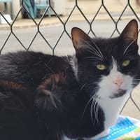 CHANCE, chatte à adopter