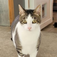 BIBICHE, chat à adopter