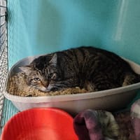 ASTOR, chat à adopter