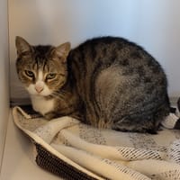 Frimousse, chatte à adopter