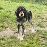 PABLO, chien à adopter