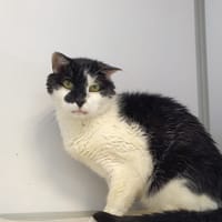 Bounty, chat à adopter