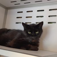 DOUDOU, chat à adopter