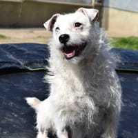 LUCKY, chien à adopter