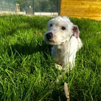 Gaby, chien à adopter