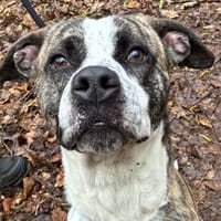 OSLO, chien à adopter