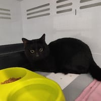 AZRAEL, chat à adopter
