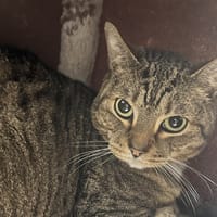 Tao, chat à adopter