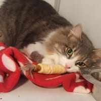 Yuzu, chat à adopter