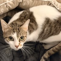 HARLEY (réservée), chatte à adopter