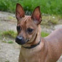 KIKKO CHAO, chien à adopter