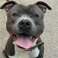 TYSON, chien à adopter