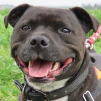 WOODY (réservé), chien à adopter