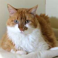 BOUBA PAB28676, chat à adopter