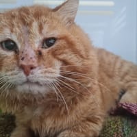 ZUMO, chat à adopter