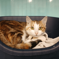 ZOE, chatte à adopter