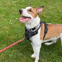 OAA19971 TANGO, chien à adopter