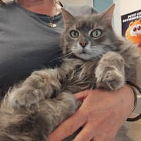 MOUNE, chatte à adopter