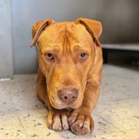 WISLEY, chien à adopter