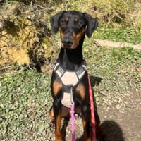 ARTEMIS OAA19967, chienne à adopter