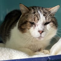 PEPERE, chat à adopter