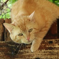 Ventricule, chat à adopter