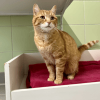 TITI, chat à adopter